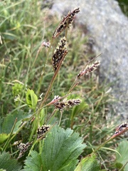 Luzula spicata