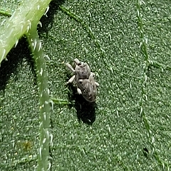 Cylindrocopturus adspersus