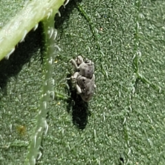 Cylindrocopturus adspersus