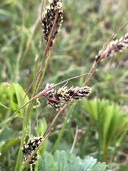 Luzula spicata