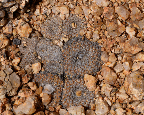 Copiapoa laui