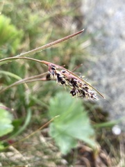 Luzula spicata