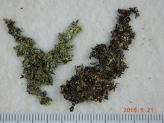 Xanthoparmelia coloradoensis