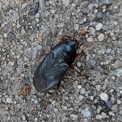 Delochilocoris illuminatus