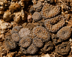 Copiapoa laui