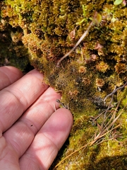 Calypogeia integristipula