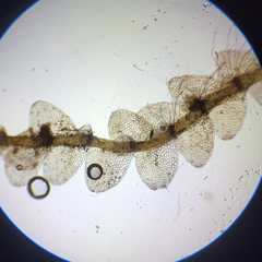 Calypogeia integristipula