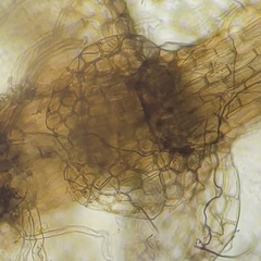 Calypogeia integristipula