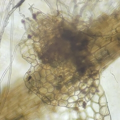 Calypogeia integristipula