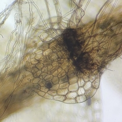 Calypogeia integristipula