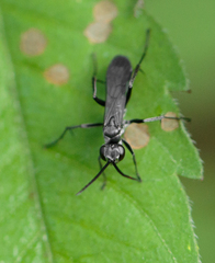 Auplopus carbonarius