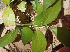 Ruscus hypophyllum