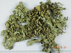 Xanthoparmelia incerta