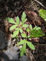 Prionosciadium thapsoides