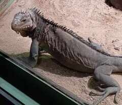 Iguana delicatissima