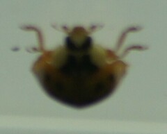 Harmonia axyridis