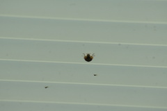 Harmonia axyridis