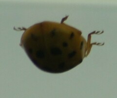 Harmonia axyridis