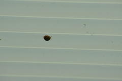 Harmonia axyridis