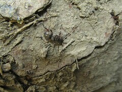 Acanthocinus griseus