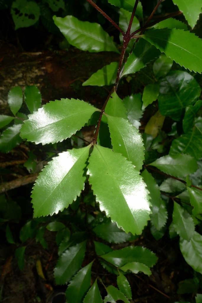 Pukatea