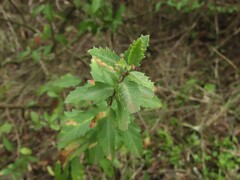 Schinus polygama