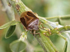 Piezodorus punctipes