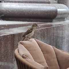 Passer domesticus