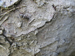 Acanthocinus griseus