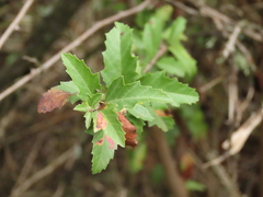 Schinus polygama