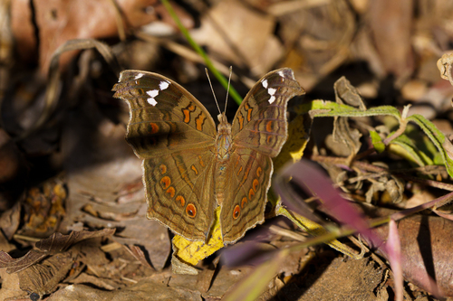 Spotted Brown Pansy