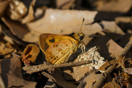 Axehead Skipper