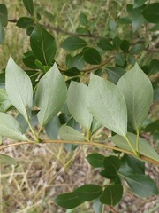 Populus simonii