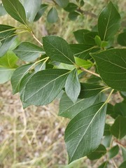 Populus simonii