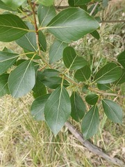 Populus simonii