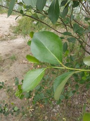 Populus simonii
