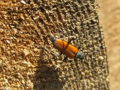 Anastrangalia dubia