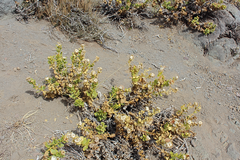 Haplopappus multifolius