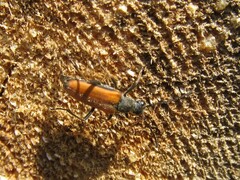 Anastrangalia dubia