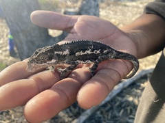 Bradypodion occidentale