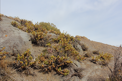 Haplopappus multifolius