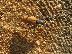 Anastrangalia dubia