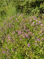 Thymus dzevanovskyi