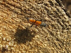 Anastrangalia dubia