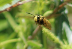 Vespula atropilosa