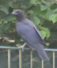 Corvus corone