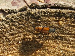 Anastrangalia dubia
