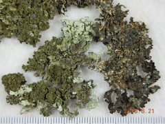 Xanthoparmelia mexicana