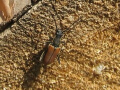 Anastrangalia dubia