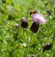 Eristalis arbustorum